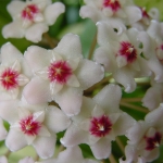 Hoya