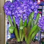 hyacinthus