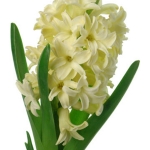 hyacinthus_orientalis1