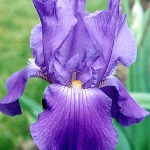 Iris