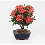 ixora