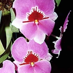 miltonia