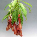 Nepenthes