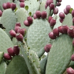 opuntia