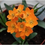 Ornithogalum