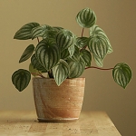 peperomia