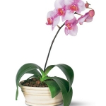 phalaenopsis