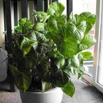 philodendron