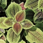 pilea