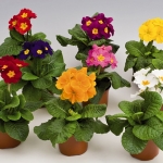 Primula