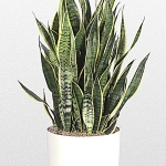 Sansevieria