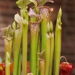 Sarracenia