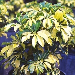 Schefflera