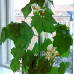 sparmannia.africana