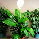 Spathiphyllum