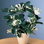 stephanotis