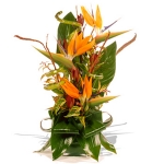 strelitzia