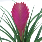 tillandsia