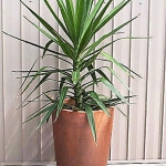 Yucca