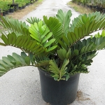 Zamia