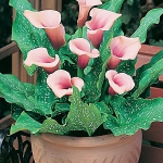 zantedeschia