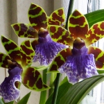 zygopetalum