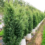 Juniperus