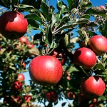 appletree