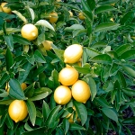 lemonia