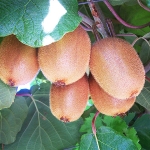 actinidia